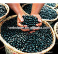 Acai Berry Extract for weight loss